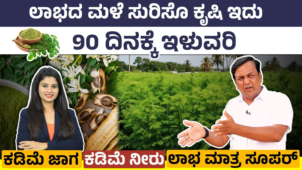 ಯಾವುದೇ ನಿರ್ವಹಣೆ ಇಲ್ಲದ ಕೃಷಿ | 90 ದಿನಕ್ಕೆ ಇಳುವರಿ |Importance of Moringa Powder, Global Demand & Market
