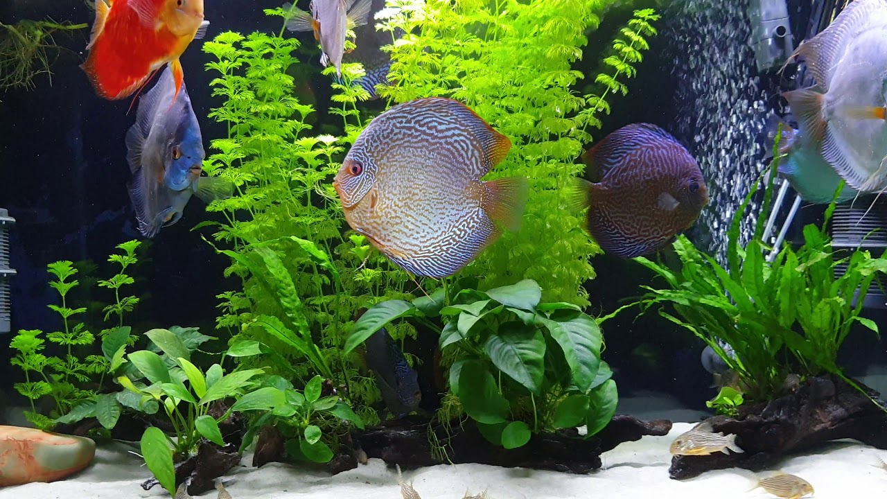 17. Acuario de discos. Estado de las plantas a 30 grados.