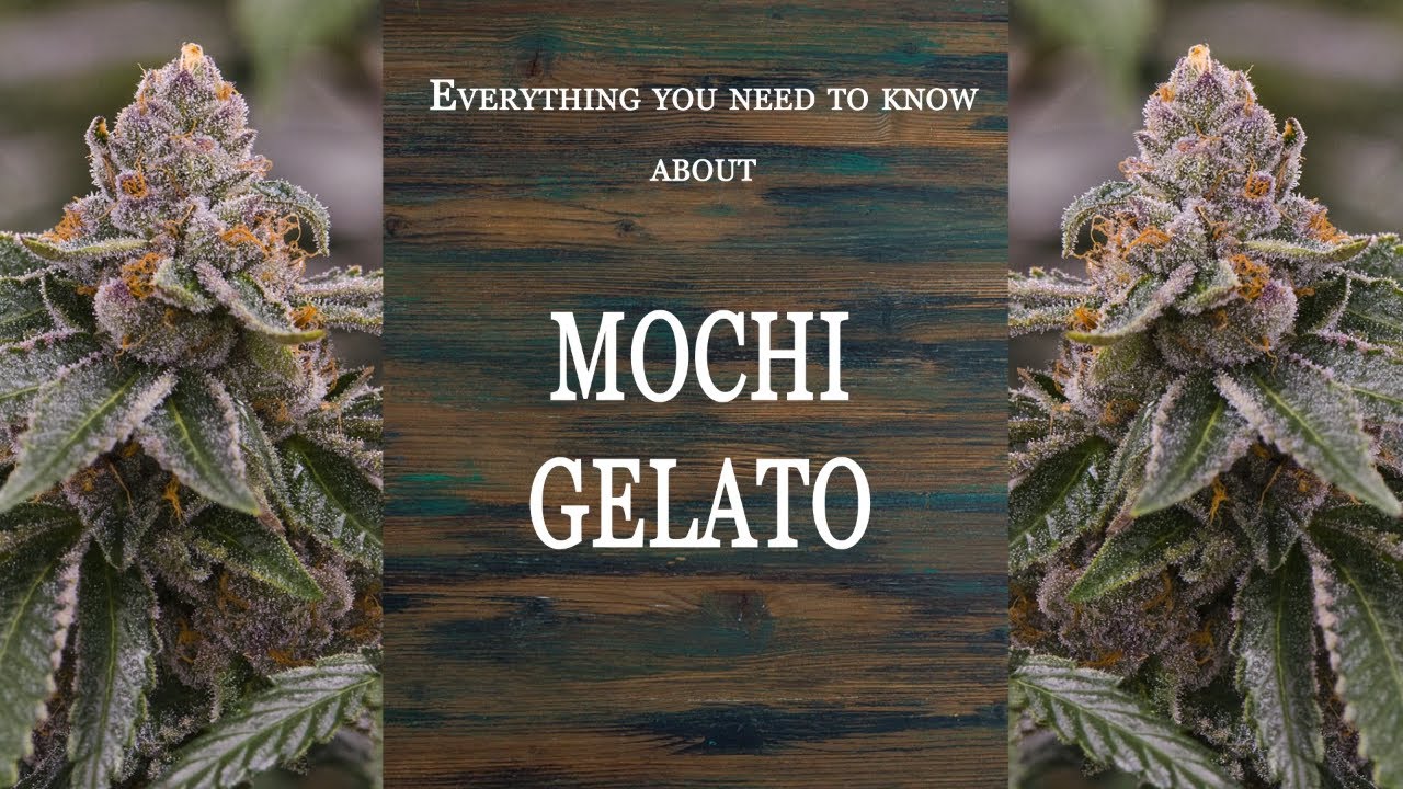 Mochi Gelato | Best Buds Strain Spotlight