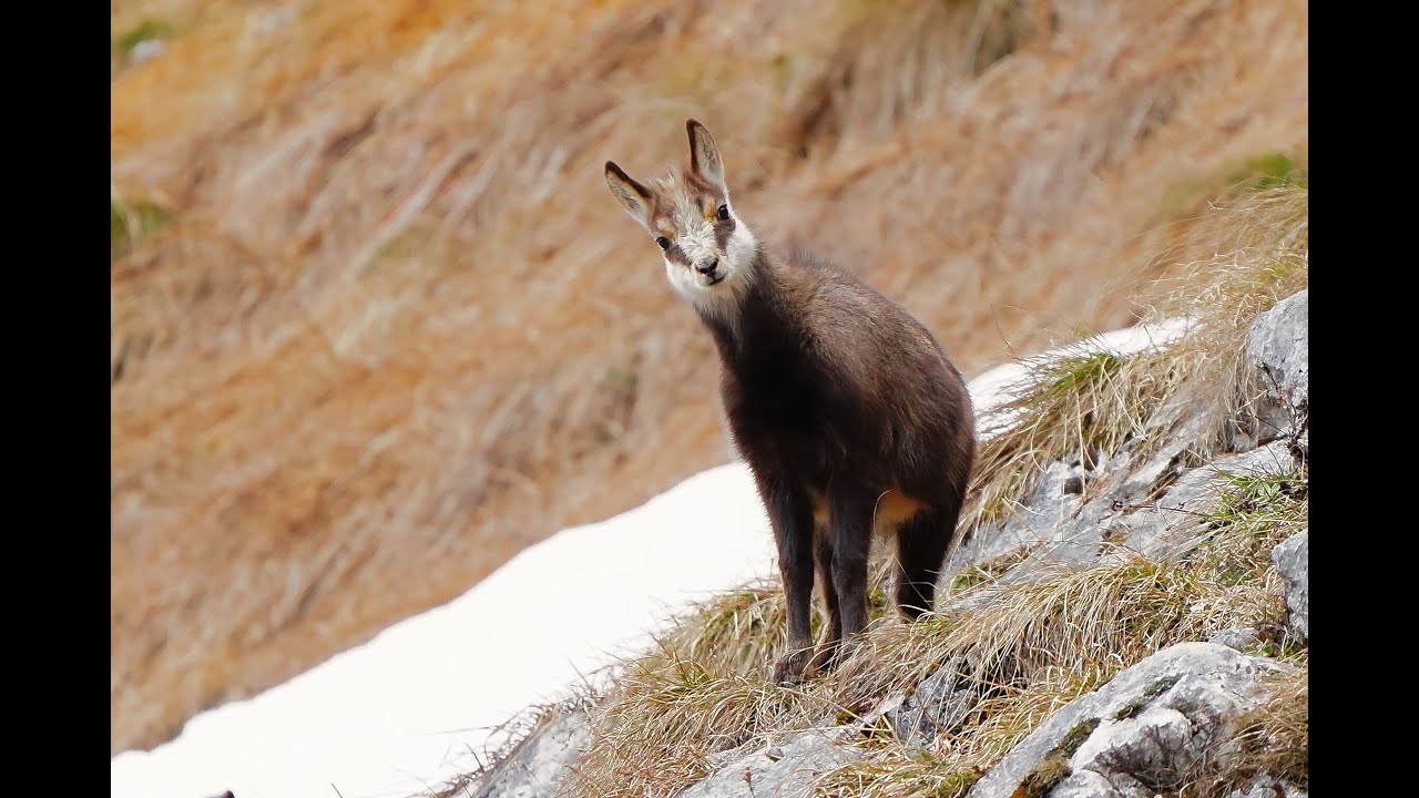 Gämsen mit Kitz in der Halsgrube in Februar  2024