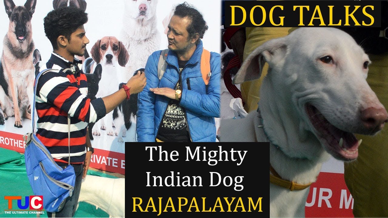 RAJAPALAYAM The Mighty Indian Dog : Dog Talks  : The Ultimate Channel