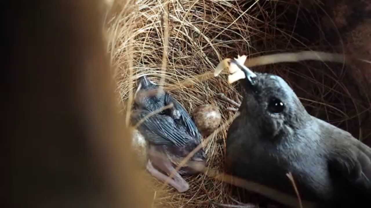 White-rumped shama feeding chick in its nest (webcam)