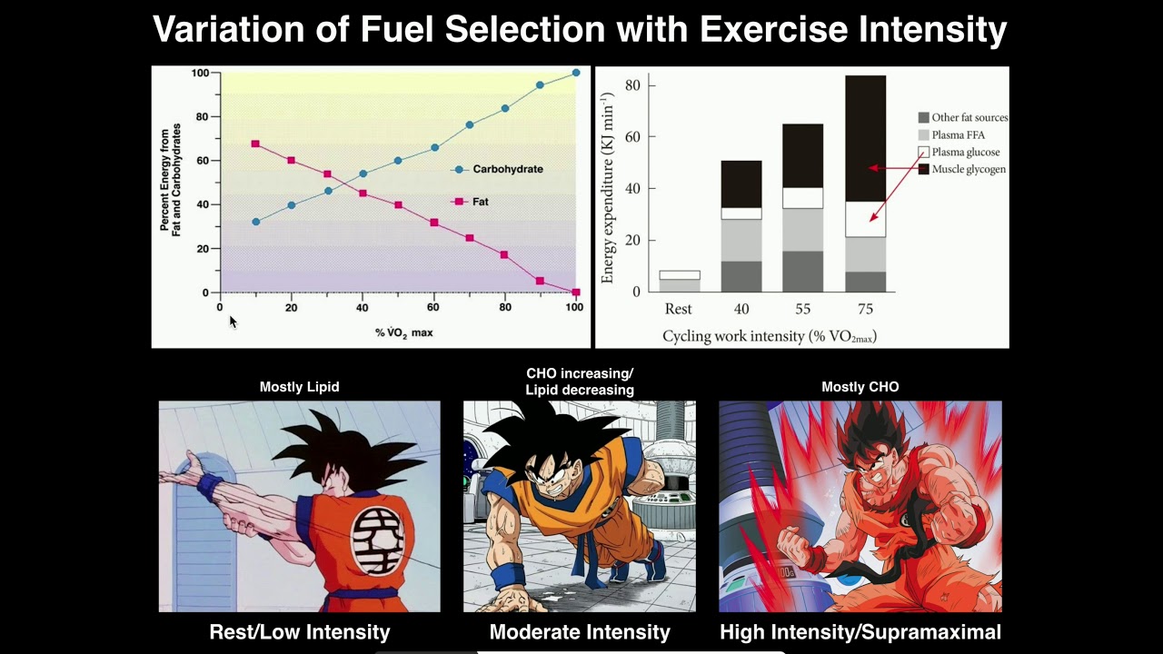 Exercise Physiology | Variation of Fuel Source with Exercise Intensity
