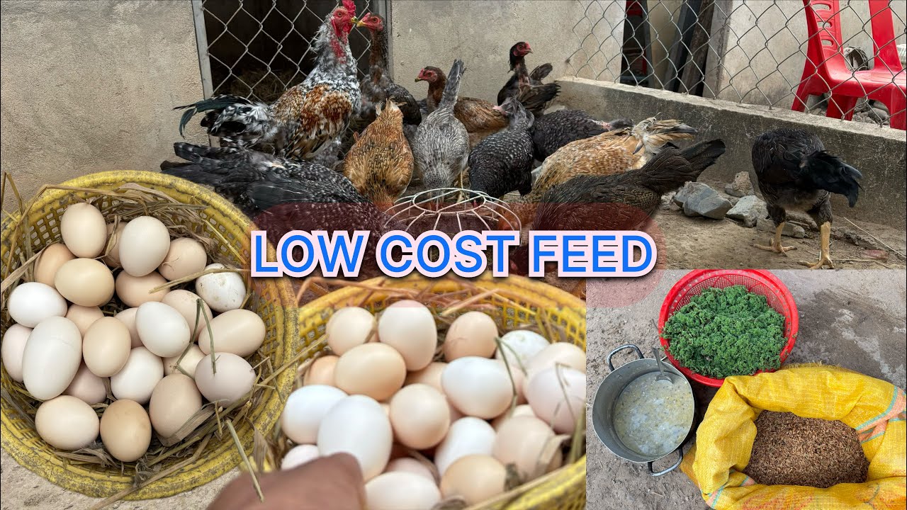 Raising Chickens with Mixed Organic Feed | More Eggs, Low Cost & Fast Growth