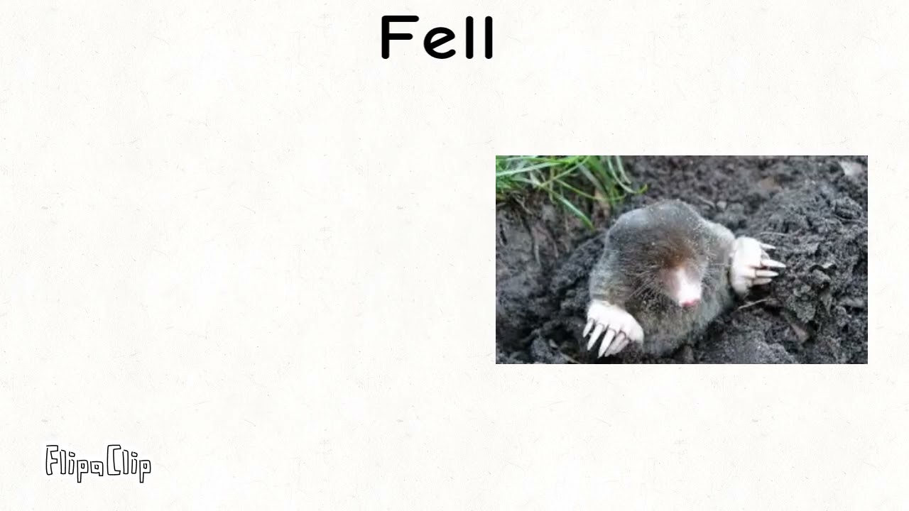 Der Maulwurf Erkl&auml;rvideo f&uuml;r die Unterstufe