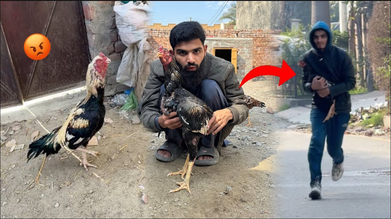 Shazaib DAKU chori kr laya 😱 shaka in angry mood 😡
