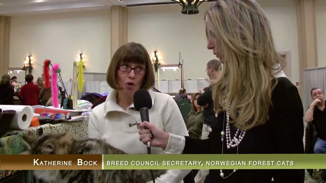 Norwegian Forest Cat Show