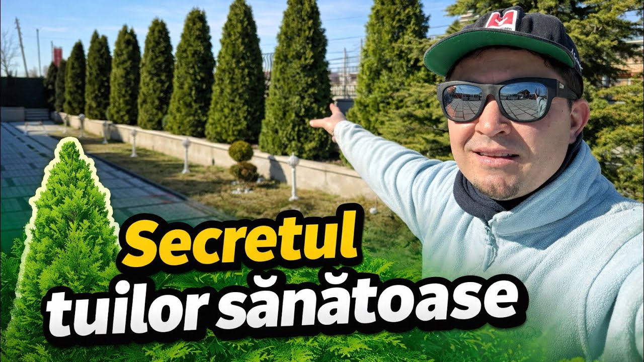 Care este secretul pentru tui verzi și frumoase 