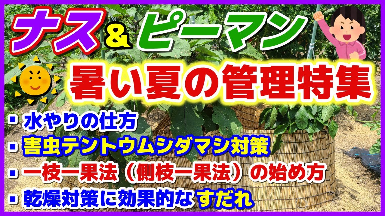 【ナス＆ピーマン】暑い夏の管理特集／水やりの仕方／害虫テントウムシダマシ対策（卵・幼虫・成虫）／秋まで収穫が途切れない一枝一果法（側枝一果法）のやり方／乾燥対策に効果抜群な「すだれ」／追肥／家庭菜園