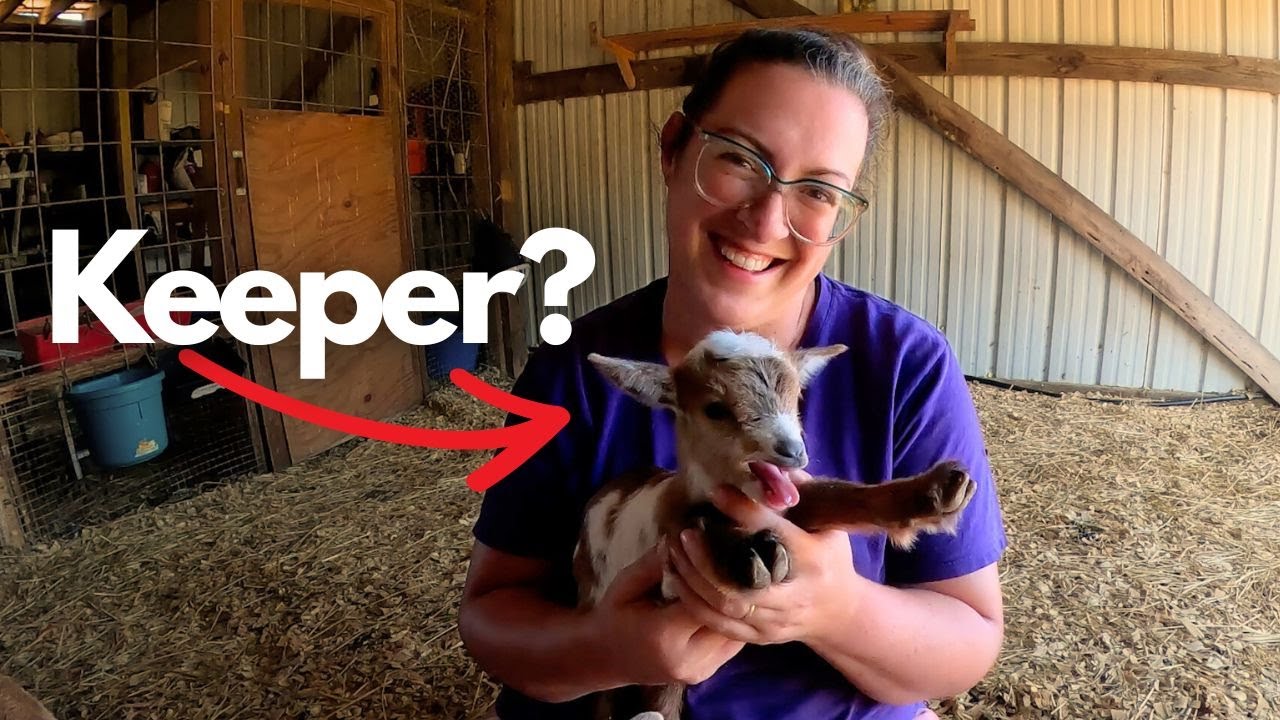 3 Goat Births in 1 Video! (The DOES Have Arrived!) | Foxy, Tempest, Winnie