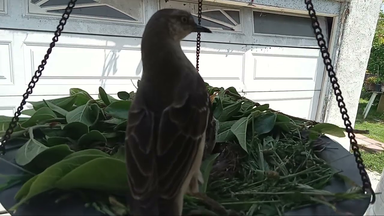 Mockingbirds: Feeding Baby Birds That Fell Out From Tree