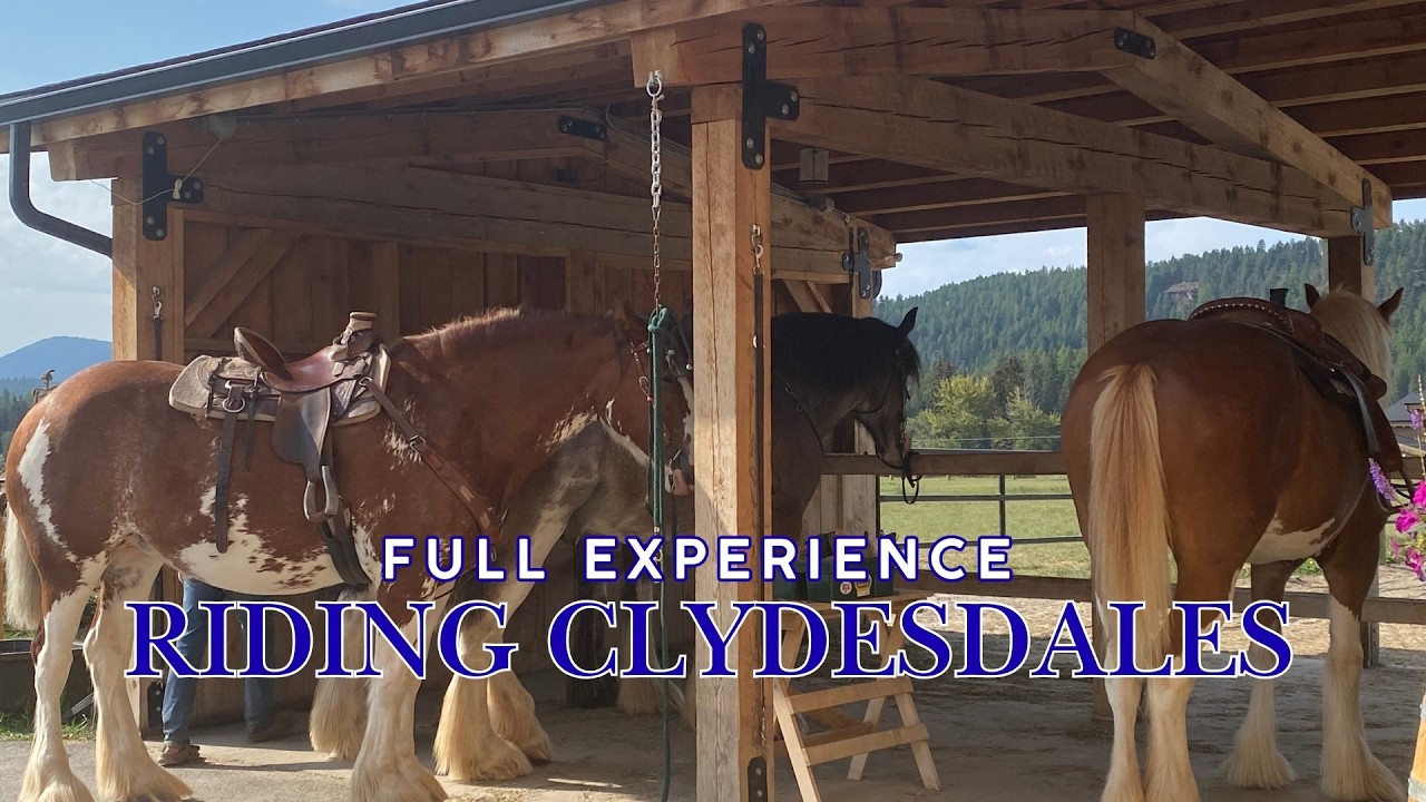 Clydesdale Outpost Experience - Whitefish, Montana