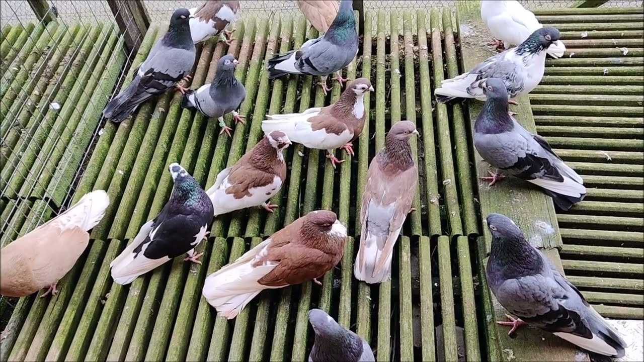 Zamojskie i roztoczańskie wysokolotne   miesiąc do łączenia w pary