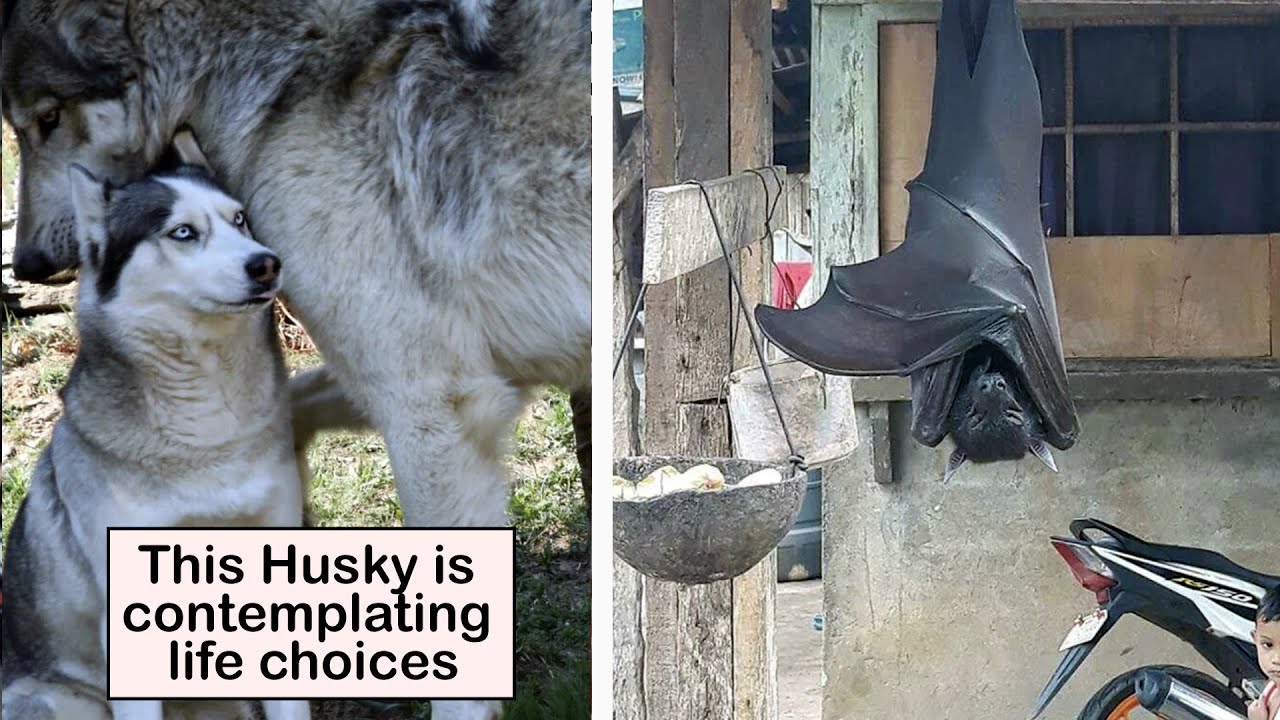 Pictures That Show How Scary Big Things Can Be