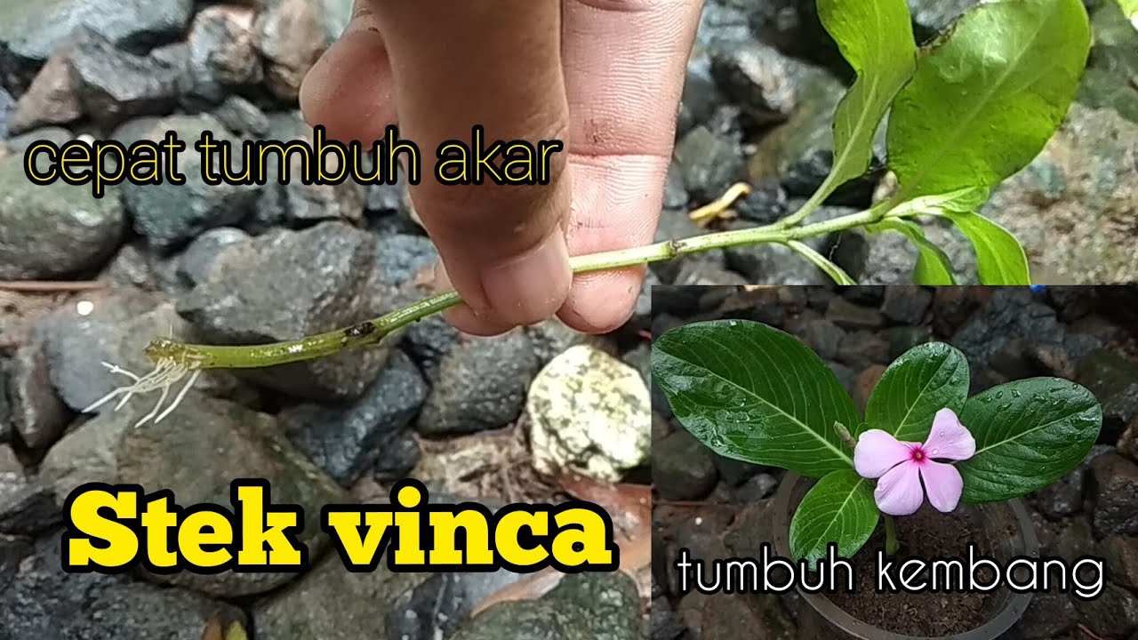 Cara mudah stek bunga Vinca | tapak dara