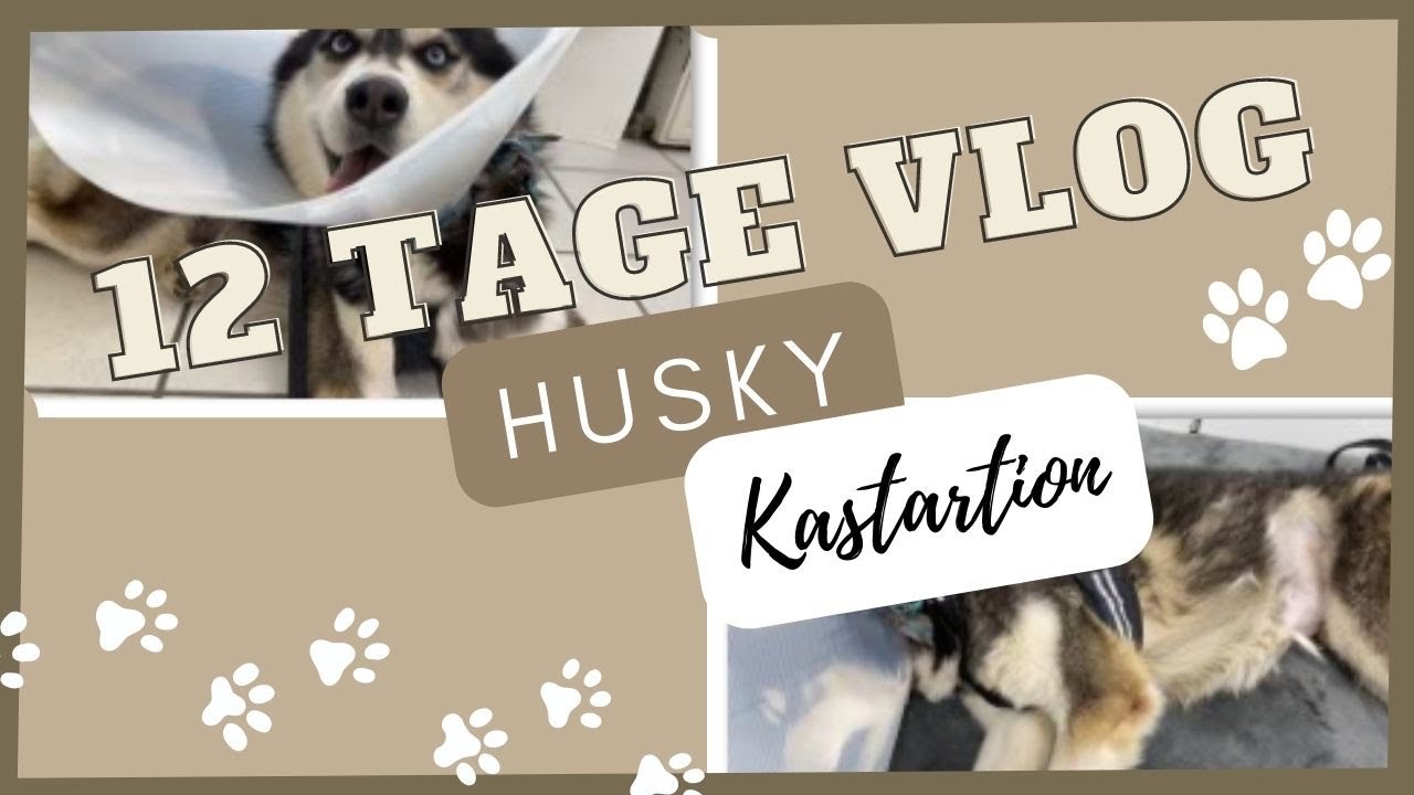 12 Tage VLOG: Husky KASTRATION | Vor und Nach der Kastration | Huskies Lifestyle