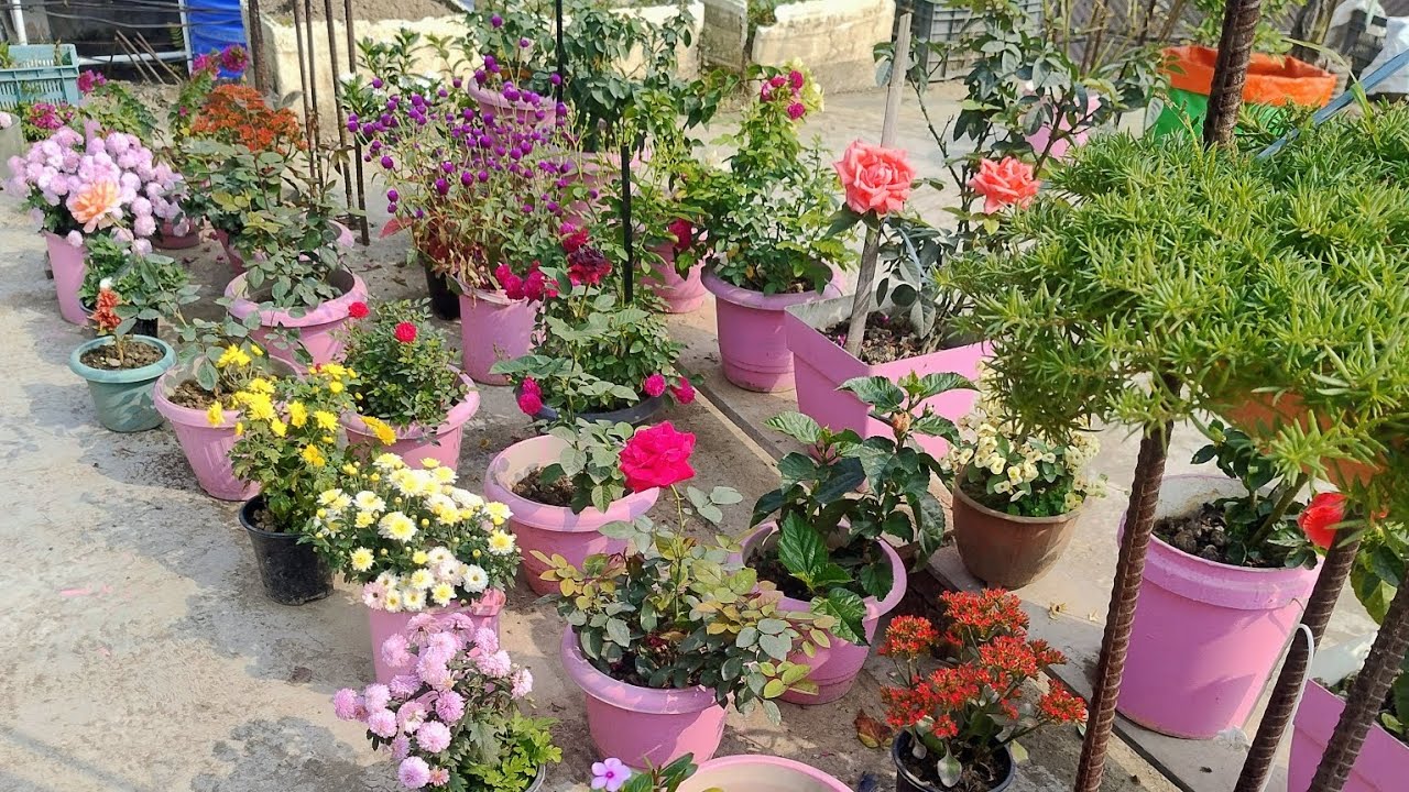 My winter terrace Garden update ❤️❤️