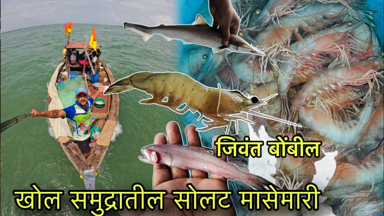 खवळलेल्या समुद्रात केली मोठ्या कोळंबी ची फिशिंग. tiger prawns fishing 