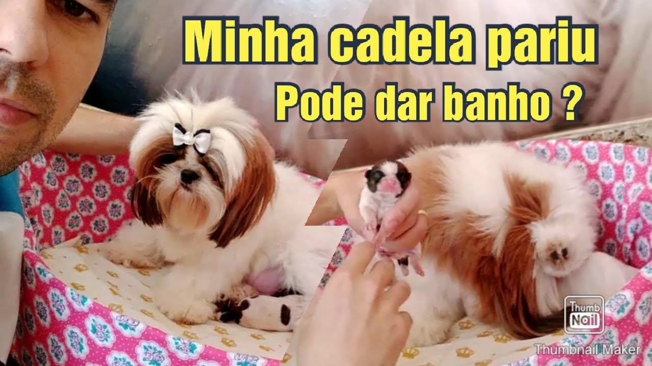 Pode dar banho na cadela depois do parto?