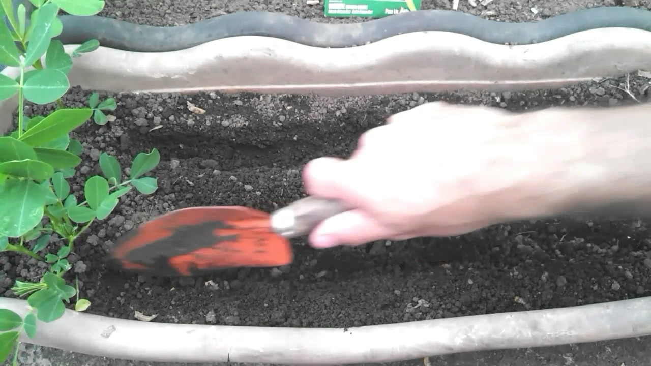 Outono: o que podemos plantar na horta, dicas de jardinagem