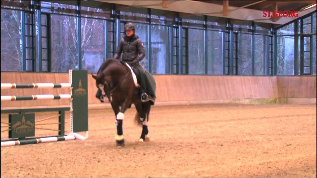Bundeschampion Benicio Training 2012
