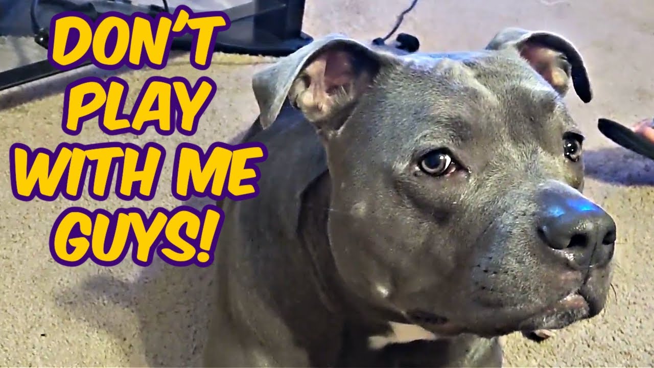 Talking Pitbull Is So Smart! Watch Him React To His Owners!!