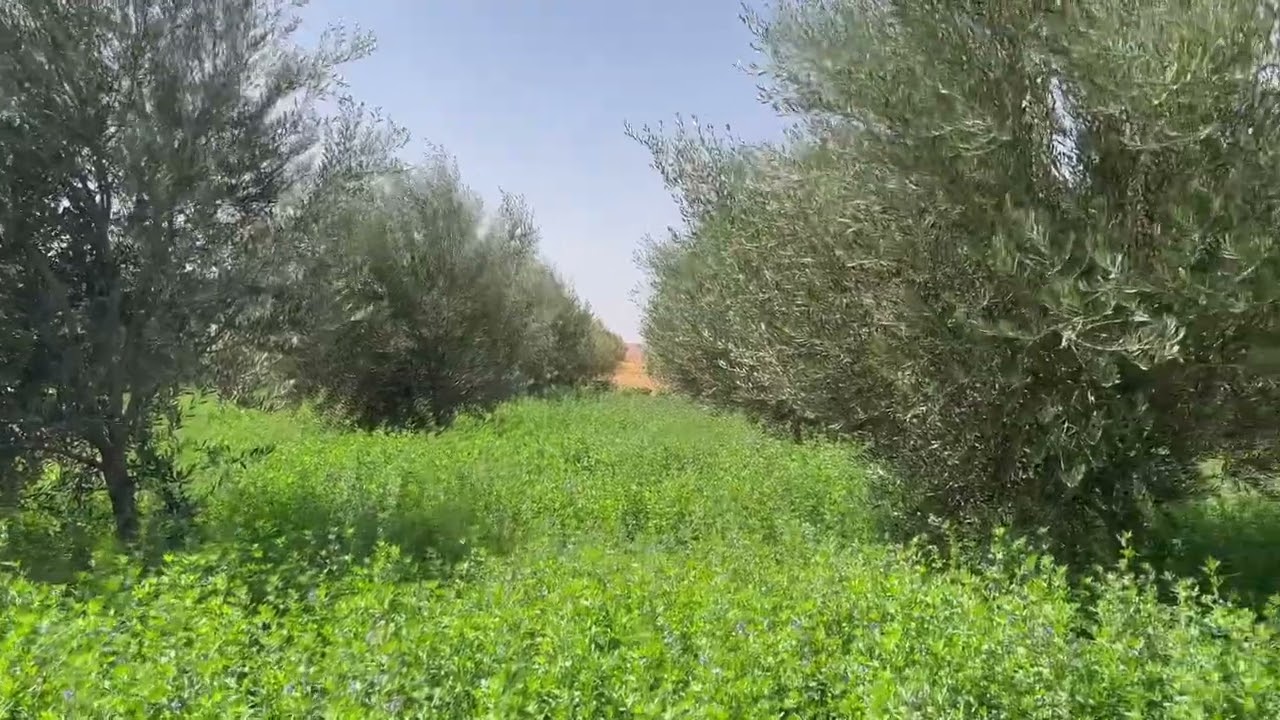 شحال عارف على زراعة شجرة الزيتون وسط 