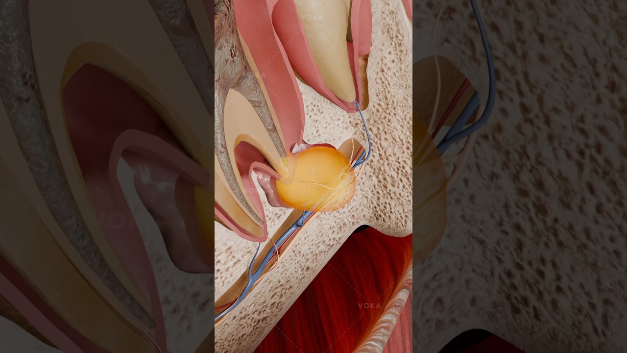 Periapical pocket cyst 3D visualization: a hidden threat to your oral health
