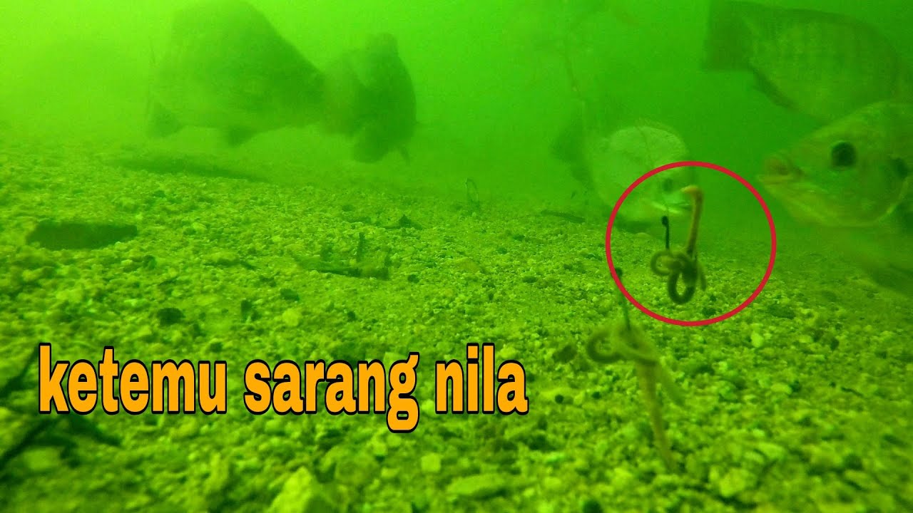 coba umpan cacing mancing nila di kedalaman 13 meter #22