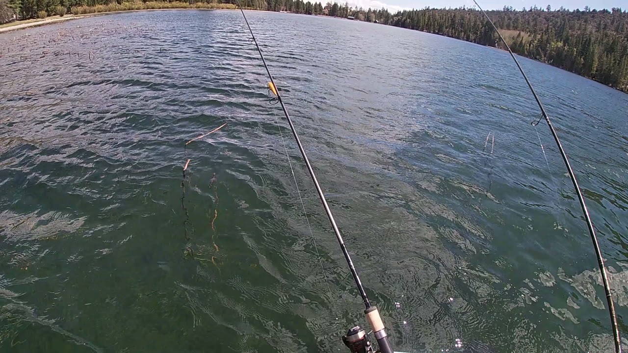 Brown Trout On Sierra Slammers 2