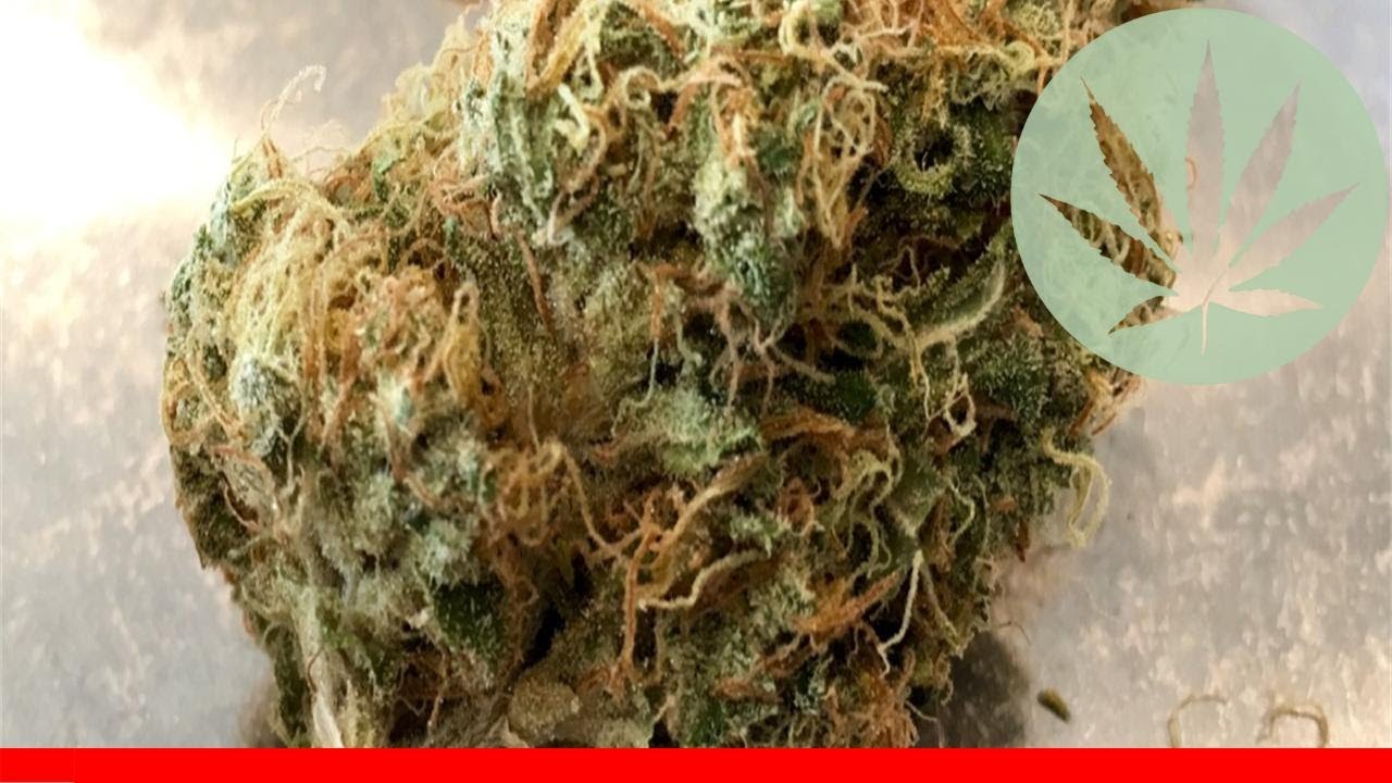 Hawaiian Haze - All About This Strain