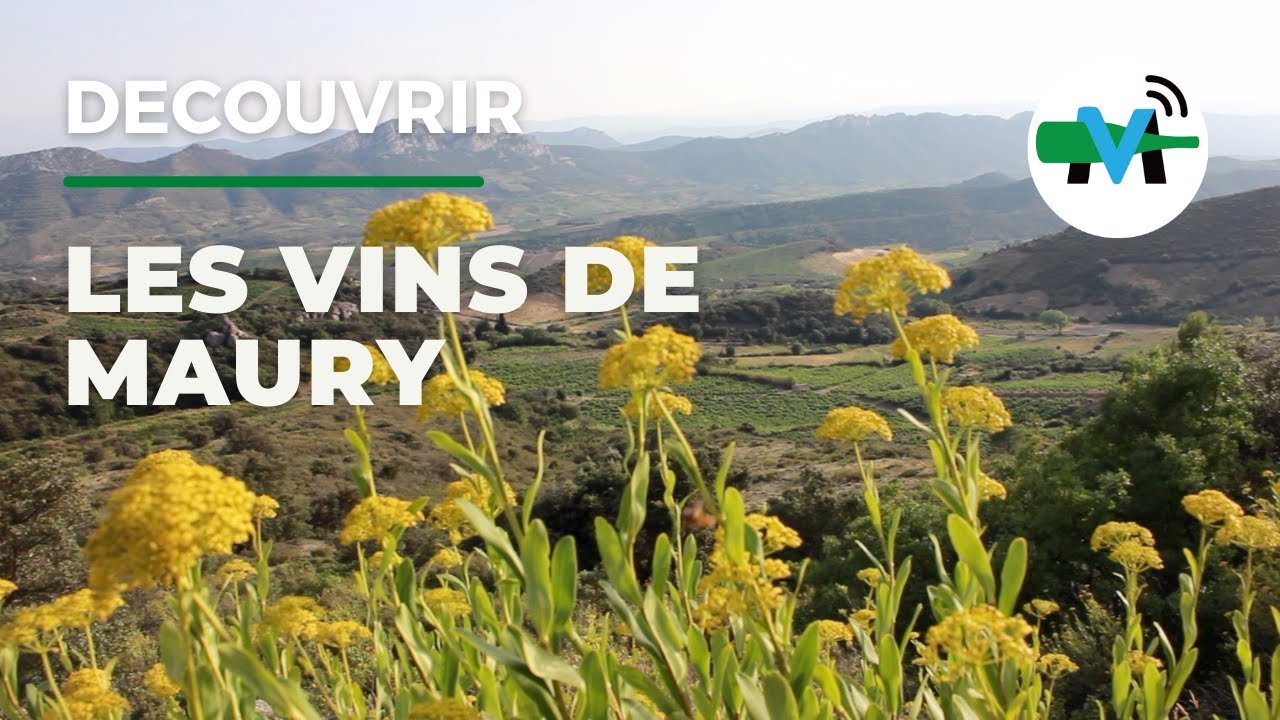 À la découverte des vins de Maury