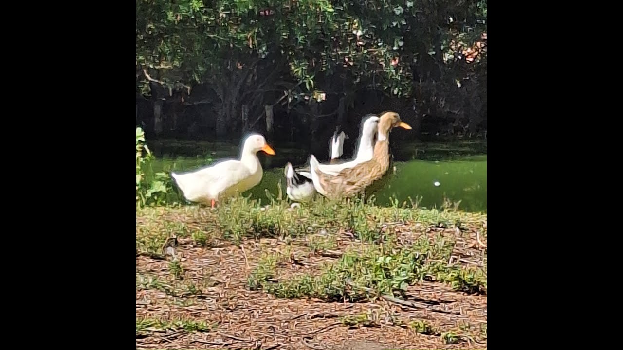 Ecolonco - Rosa Salvaje