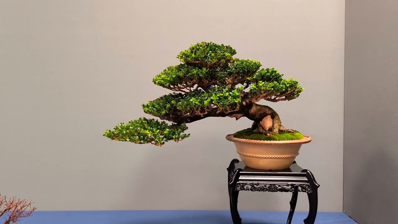 VI UBE CONVENCIÓN ARANJUEZ EXPOSICIÓN BONSAI KIFU 2025 ✨