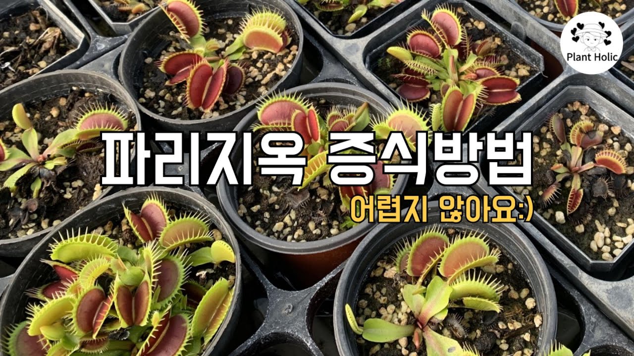 파리지옥 증식하기 어렵지 않습니다