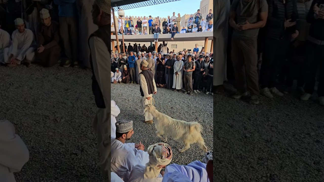 Nizwa Goat Market, سوق الاغنام في نزوى عمان