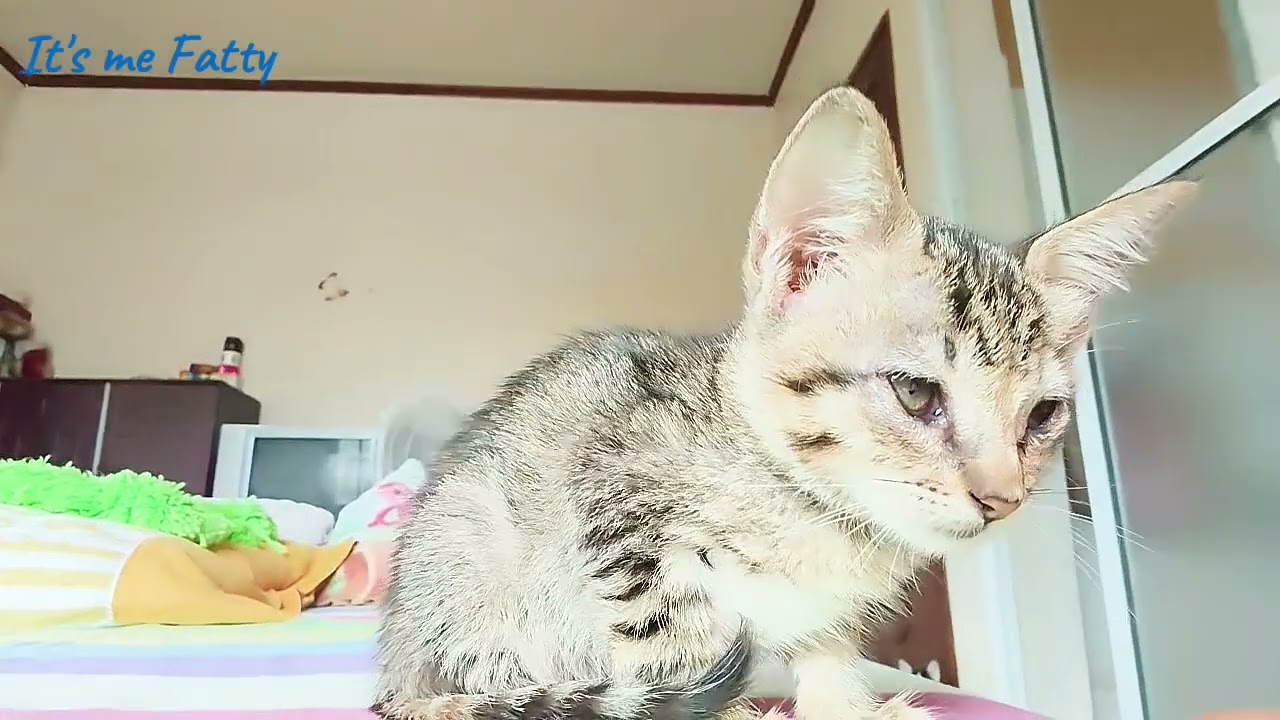 Kitten's New Home | Adopted Kitten | It's me Fatty