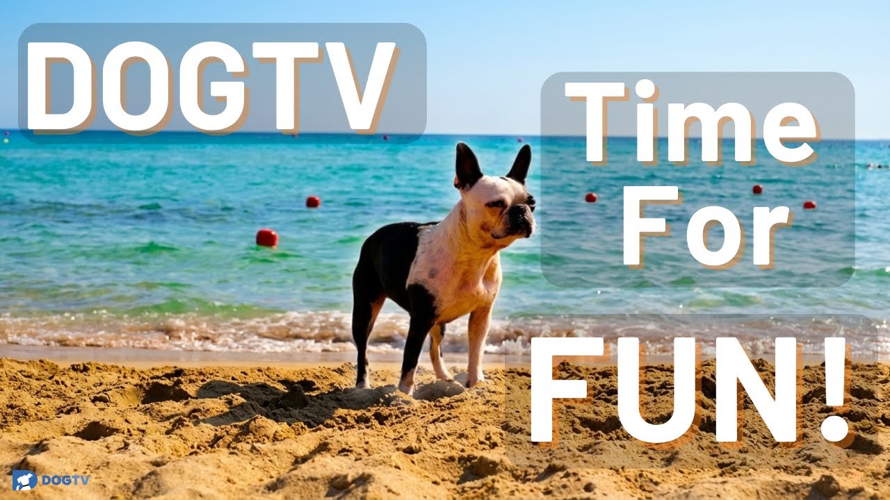 Bored Dog? Fun Sounds Dogs Love 🌊 | Ocean, Seagulls & Playtime by DOGTV