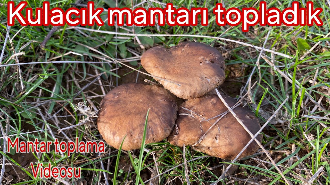 Видео о сборе грибов-колючек 🍄&zwj;🟫 Гриб-колючка на последнем издыхании. #гриб-колючка #гриб-колючка