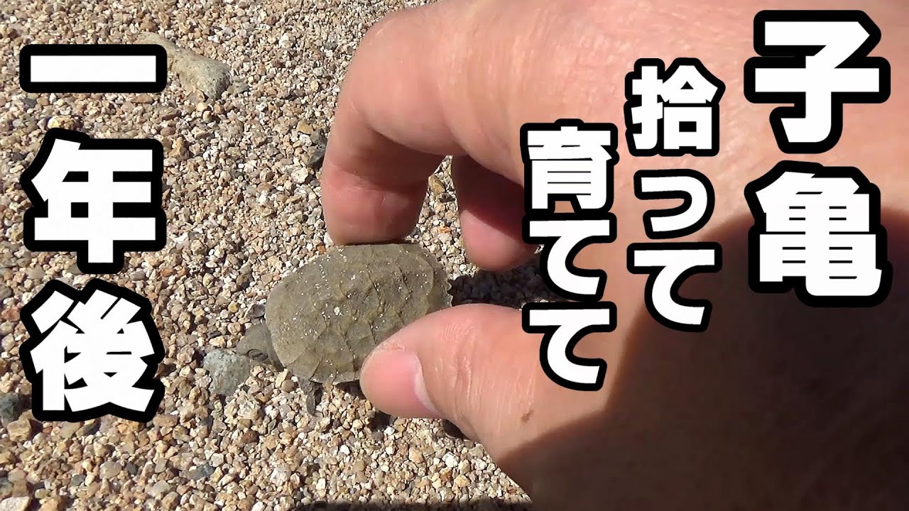 【天然石のカメ水槽】川で拾ったイシガメ！ 一年後！＆ 水槽メンテナンス