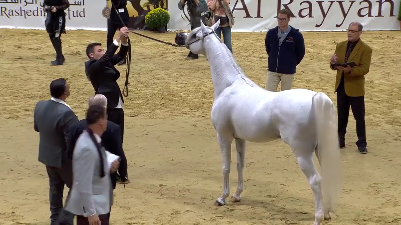 Arabian Horse Magazine - EXCALIBUR EA_Aachen Gold Medal Champion Stallion