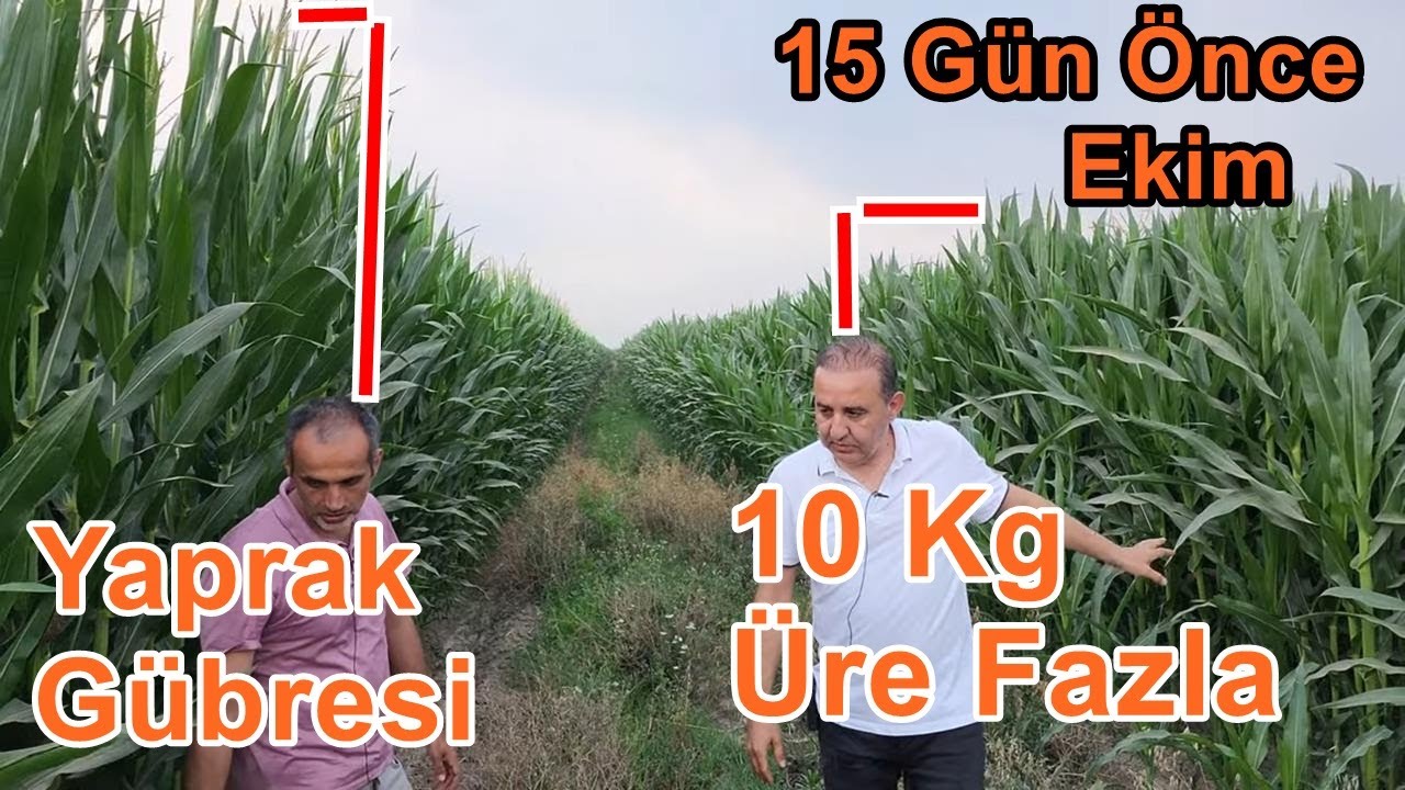 Osmaniye Kadirli - Mısırda Yaprak Gübresi Sonuçları -  Daha İyi Gelişim + Daha Az Gübre Maliyeti