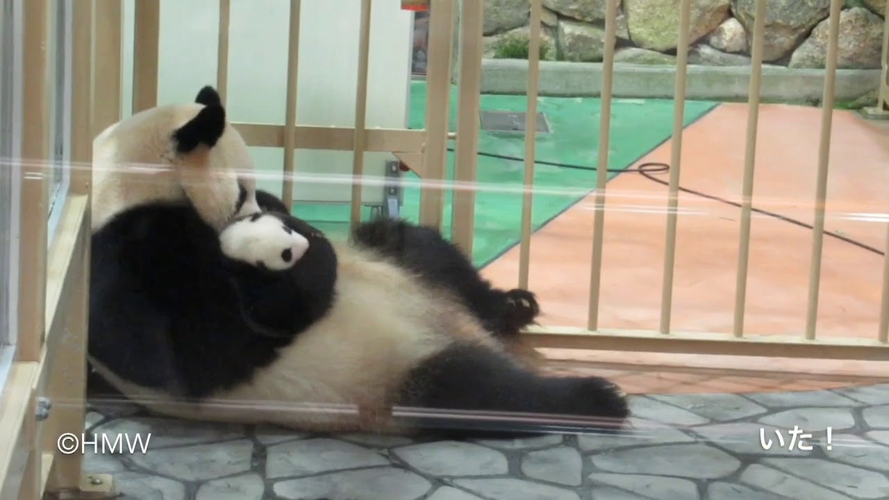 【はじめまして赤ちゃんパンダ🐼ベビ浜！】良浜ママお披露目ありがとうPanda baby & Rauhin in the  afternoon.