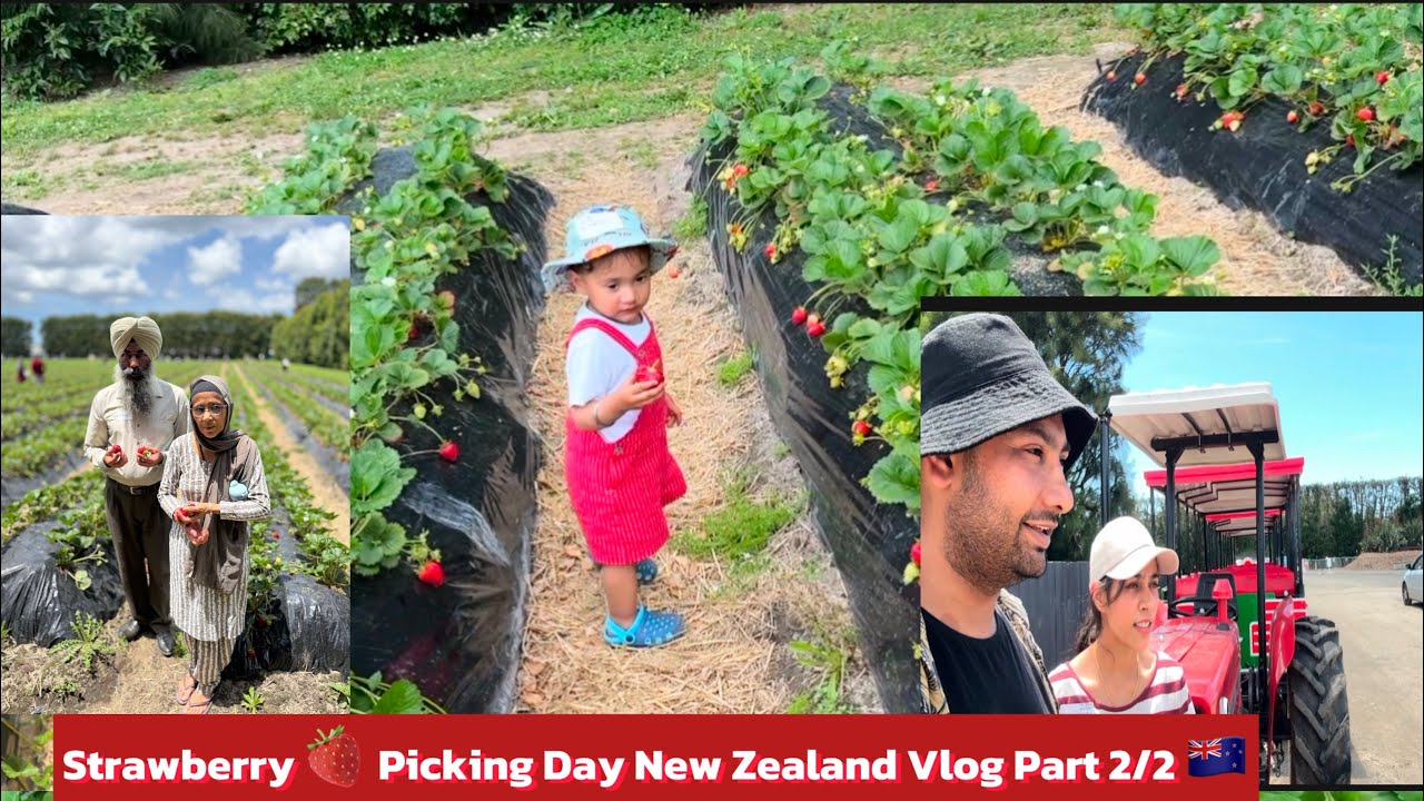 Strawberry 🍓 Picking Day Vlog Part 2
