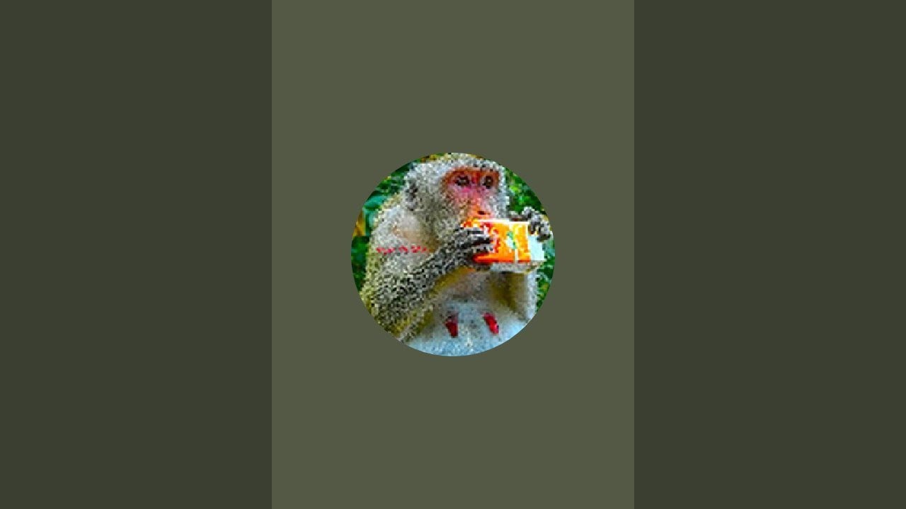 01-02-2026 hello new month | Monkey-Animals