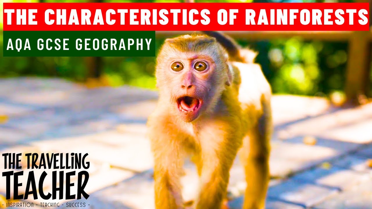AQA Geography revision 2024. The Characteristics of Rainforests.