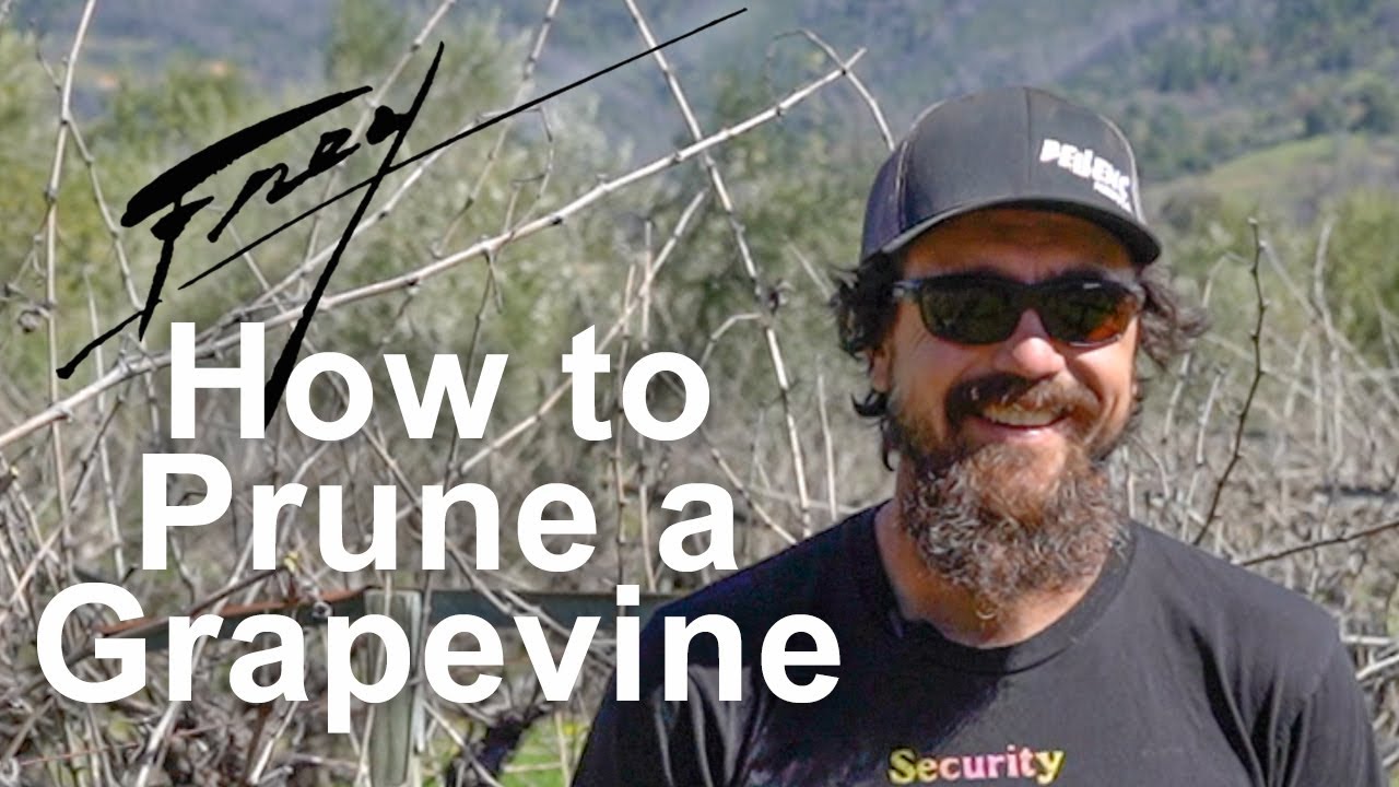 How to prune an old Cabernet grapevine