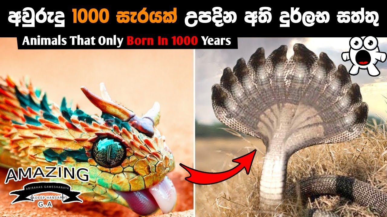 අවුරුදු 1000කට සැරයක් උපදින අති දුර්ලභ සත්තු. Ways to Make Money with Video Abirahas Gaweshanaya