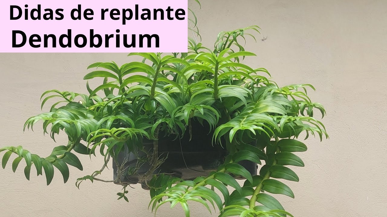 Dicas de replante de Dendobrium.