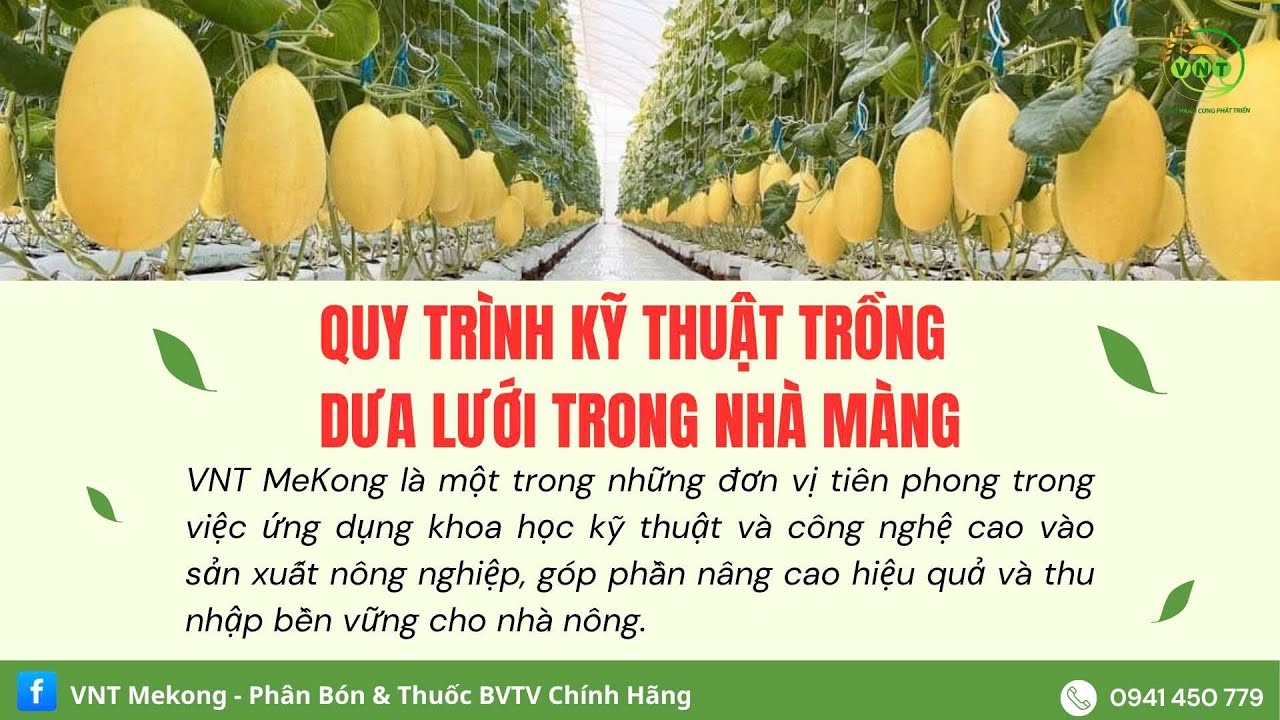 Quy trình kỹ thuật trồng dưa lưới trong nhà màng
